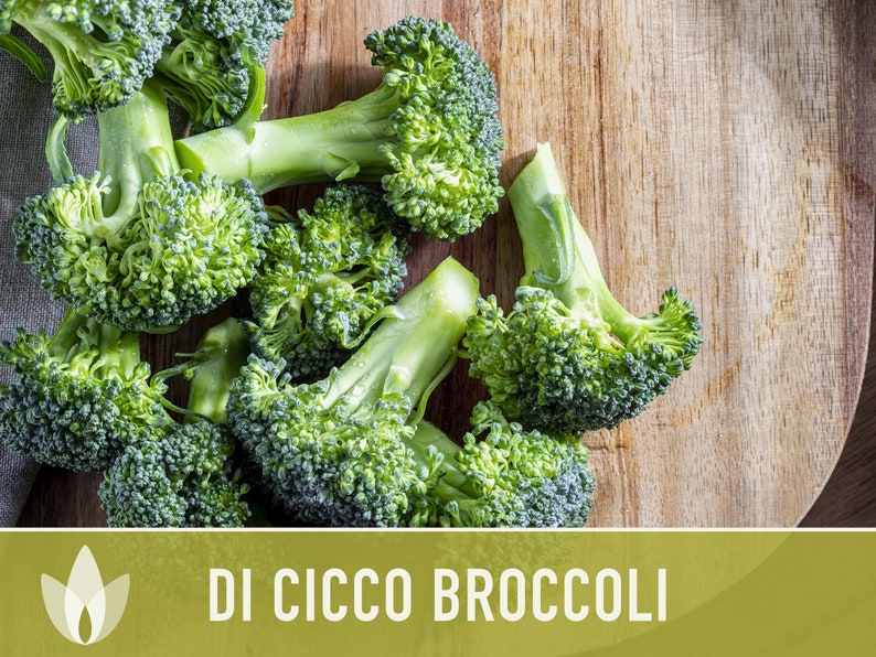 Di Cicco Broccoli Seeds Heirloom, Organic, Non-GMO image 6