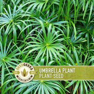 Umbrella Plant Seeds – Cyperus Alternifolius, Ornamental Grass image 1