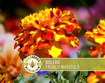 French Marigold Bolero Seeds, Crimson Gold Blooms, Dwarf Heirloom Flower (50 Seeds)
