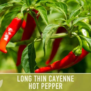 Cayenne Pepper Seeds - Long Thin Red Hot Peppers, Non-GMO image 5