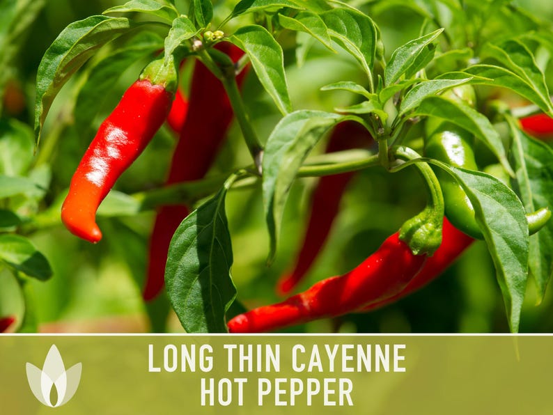 Cayenne Pepper Seeds - Long Thin Red Hot Peppers, Non-GMO image 5