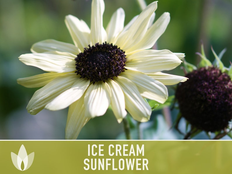 Ice Cream Sunflower Heirloom Seeds Perennial Sunflower Seed Etsy