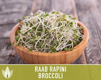 Broccoli Raab / Rapini Seeds – Heirloom, 25+ Seeds, Delicious Culinary Delight
