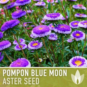 Aster, Pompon Blue Moon Flower Seeds - Heirloom Seeds, China Aster, Pompon Flowers, Callistephus Seeds, Open Pollinated, Non-GMO