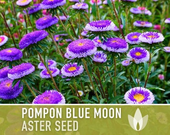 Aster, Pompon Blue Moon Flower Seeds - Heirloom Seeds, China Aster, Pompon Flowers, Callistephus Seeds, Open Pollinated, Non-GMO