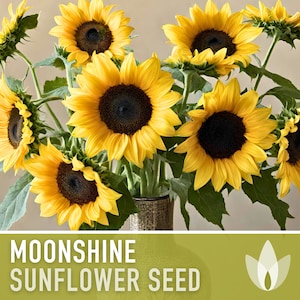 May include: A bouquet of bright yellow sunflowers with dark brown centers in a vase. The vase is a dark brown color with a textured surface. The text "Moonshine Sunflower Seed" is displayed at the bottom of the image.