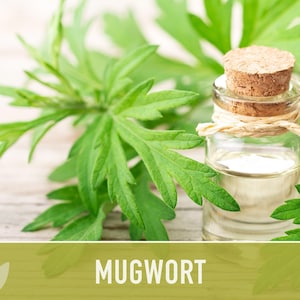 Mugwort Organic Medicinal Herb Seeds, Artemisia Vulgaris, Heirloom, Non-GMO image 4