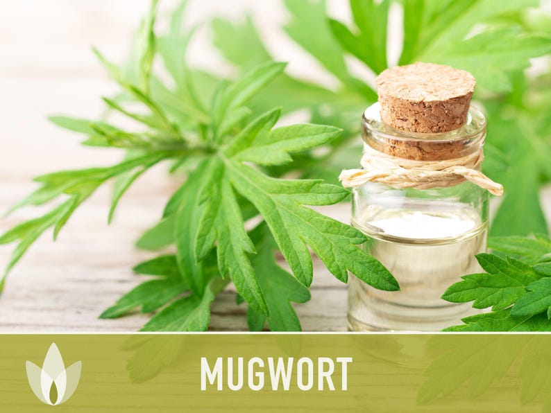 Mugwort Organic Medicinal Herb Seeds, Artemisia Vulgaris, Heirloom, Non-GMO image 4