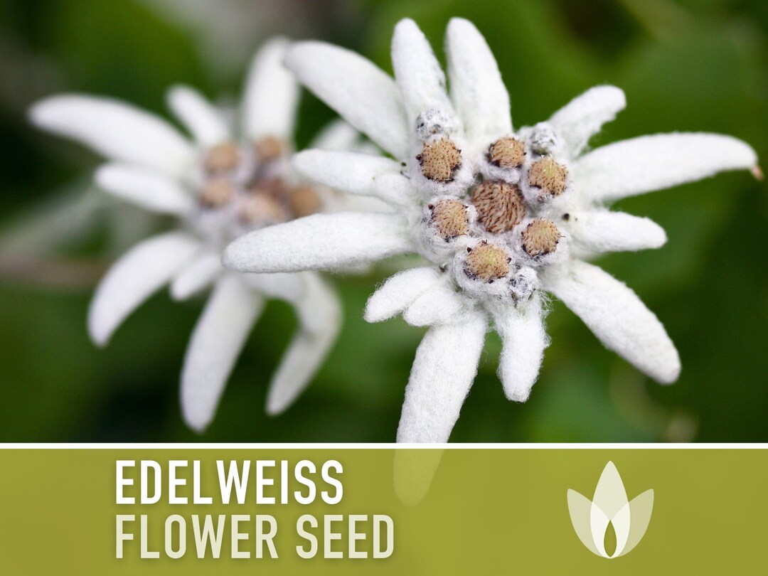 Edelweiss Flower Seeds Heirloom Seeds, Alpine Wildflower, Ground Cover