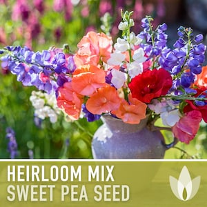 Heirloom Sweet Pea Flower Mix | 25+ Seeds, Cottage Garden, Fragrant Blooms, Lathyrus odoratus immagine 8
