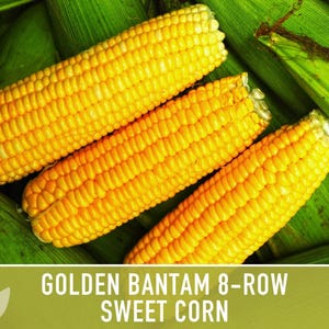 Golden Bantam Sweet Corn Seeds | 50+ Seeds, Non-GMO, Open Pollinated, Heirloom, Zea mays image 12