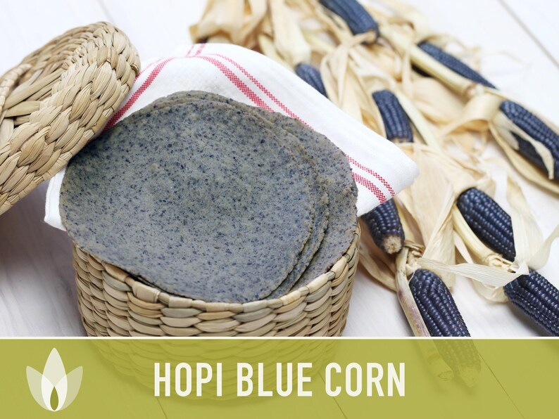 Hopi Blue Corn Heirloom Seeds - Non-GMO, Open Pollinated image 9