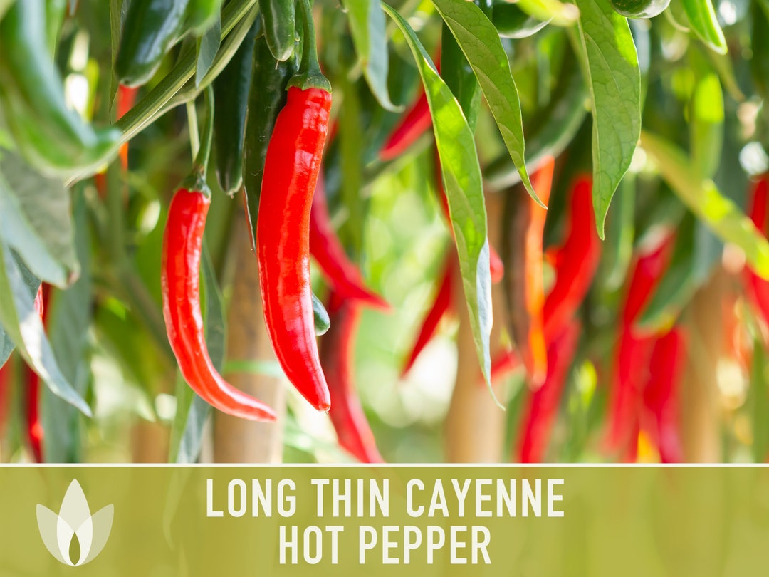 Cayenne Long Thin Hot Pepper Heirloom Seeds Red Pepper Etsy