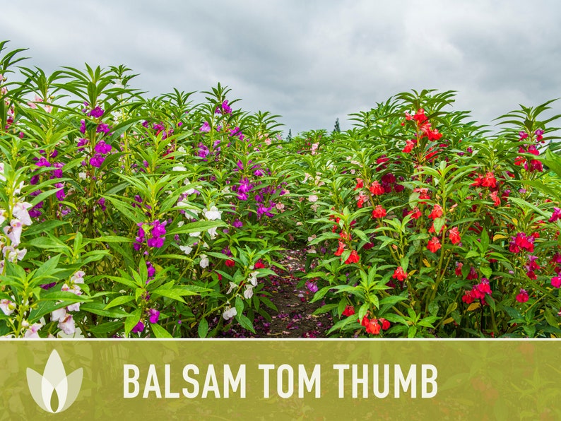Balsam, Tom Thumb Mix Flower Seeds Heirloom Seeds, Pollinator Garden, Container Garden, Dwarf Flower, Open Pollinated, Non-GMO image 3