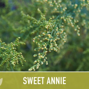 Sweet Annie Herb Seeds Heirloom Seeds, Sweet Wormwood, Chinese Wormwood, Sagewort, Asian Seeds, Artemisia Annua, Open Pollinated, Non-GMO image 6