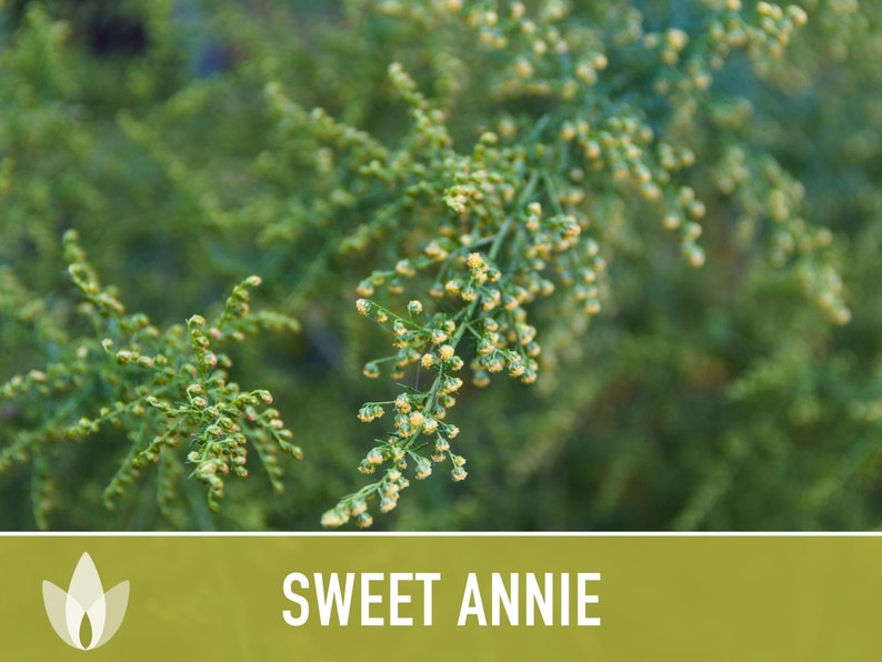 Sweet Annie Herb Seeds Heirloom Seeds, Sweet Wormwood, Chinese Wormwood, Sagewort, Asian Seeds, Artemisia Annua, Open Pollinated, Non-GMO image 6