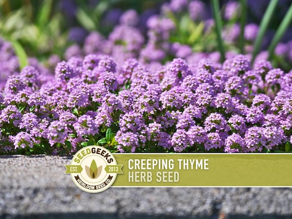 Creeping Thyme Seeds | 50+ Seeds, Heirloom Culinary Herb, Ground Cover, Aromatic Blooms, Thymus serpyllum