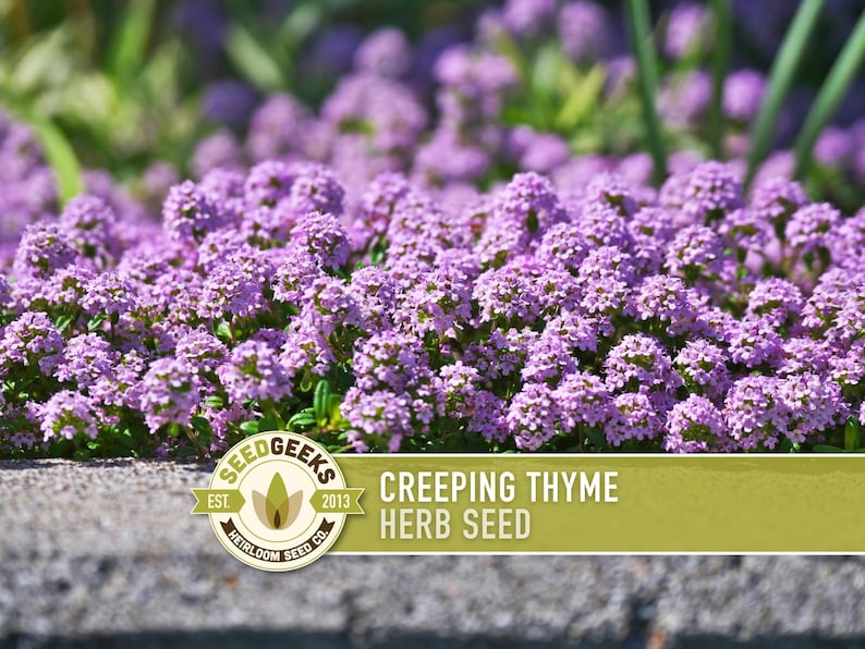 Semillas de tomillo rastrero / Más de 50 semillas, hierba culinaria tradicional, cobertura del suelo, flores aromáticas, Thymus serpyllum imagen 1