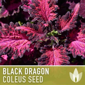 Black Dragon Coleus Seeds | 20+ Seeds, Crimson Foliage, Goth Garden, Indoor & Container, Plectranthus scutellarioides image 8