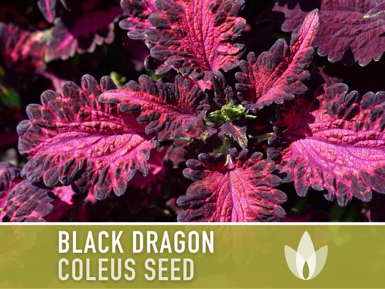 Black Dragon Coleus Seeds | 20+ Seeds, Crimson Foliage, Goth Garden, Indoor & Container, Plectranthus scutellarioides image 8
