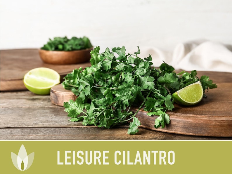 Leisure Cilantro Seeds - Slow Bolting Coriander, Non-GMO image 10
