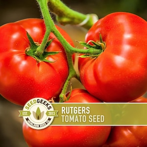 a close-up of several ripe, red tomatoes growing on a plant, with a focus on the tomatoes and their stems.
