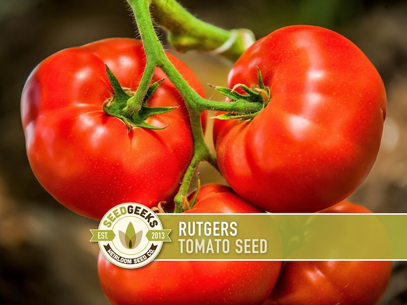 a close-up of several ripe, red tomatoes growing on a plant, with a focus on the tomatoes and their stems.