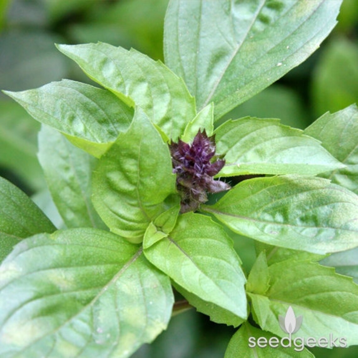 Cinnamon Basil Herb Heirloom Seeds Etsy