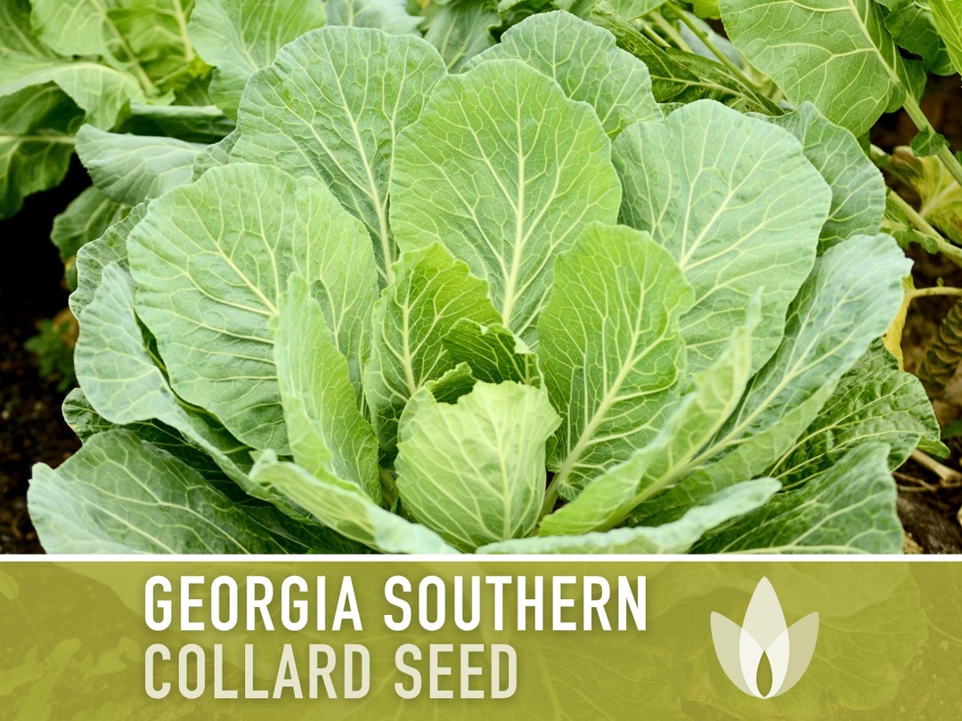 Southern Collards Heirloom Seeds Collard Greens, Heat Tolerant, Slow Bolt, Open