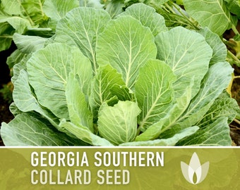 Georgia Southern Collards Heirloom Seeds - Collard Greens, Heat Tolerant, Slow Bolt, Open Pollinated, Non-GMO