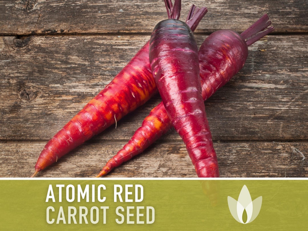 Atomic Red Carrot Seeds Heirloom, Antioxidant, Lycopene, Open Pollinated, Nongmo Etsy