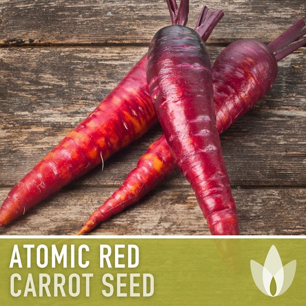 Atomic Red Carrot Seeds - Heirloom, Antioxidant, Lycopene, Open Pollinated, Non-GMO