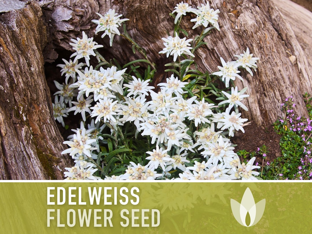 Edelweiss Flower Seeds Heirloom Seeds, Alpine Wildflower, Snowy White