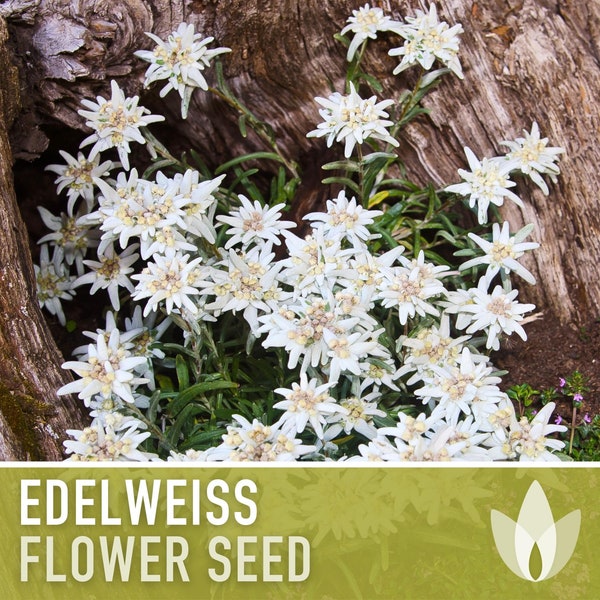 Edelweiss Flower Seeds - Heirloom Seeds, Alpine Wildflower, Snowy White Star Flowers, Medicinal Plant, Leontopodium Alpinum, Non-GMO