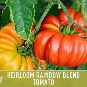 Heirloom Rainbow Blend Tomato Seeds | 30+ Non-GMO, Open Pollinated, Organic, Colorful Varieties Lycopersicon lycopersicum image 9