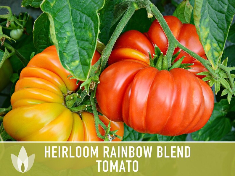Heirloom Rainbow Blend Tomato Seeds | 30+ Non-GMO, Open Pollinated, Organic, Colorful Varieties Lycopersicon lycopersicum image 9