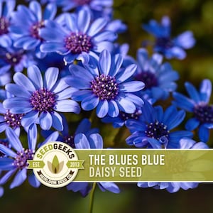 May include: Close-up of vibrant blue daisy flowers with deep purple centers. The image includes a logo that reads "SEEDGEEKS" and the text "THE BLUES BLUE DAISY SEED". The flowers are in full bloom, showcasing their delicate petals.