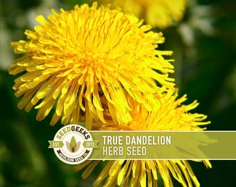 May include: Close-up of bright yellow dandelion flowers in full bloom. The image includes the text "TRUE DANDELION HERB SEED" and the Seed Geeks logo. The flowers are set against a blurred green background.