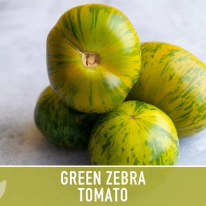 Green Zebra Tomato Seeds Heirloom, Indeterminate, Open Pollinated, Non-GMO image 8