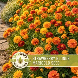 Strawberry Blonde Marigold Seeds | Peach Pink Yellow, Annual, Heat Tolerant | Tagetes patula imagem 8