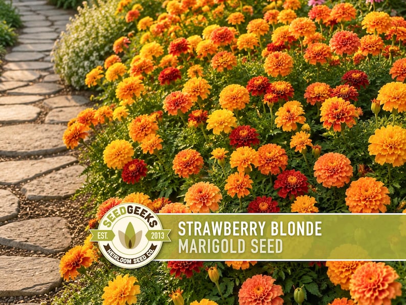 Strawberry Blonde Marigold Seeds | Peach Pink Yellow, Annual, Heat Tolerant | Tagetes patula imagem 8