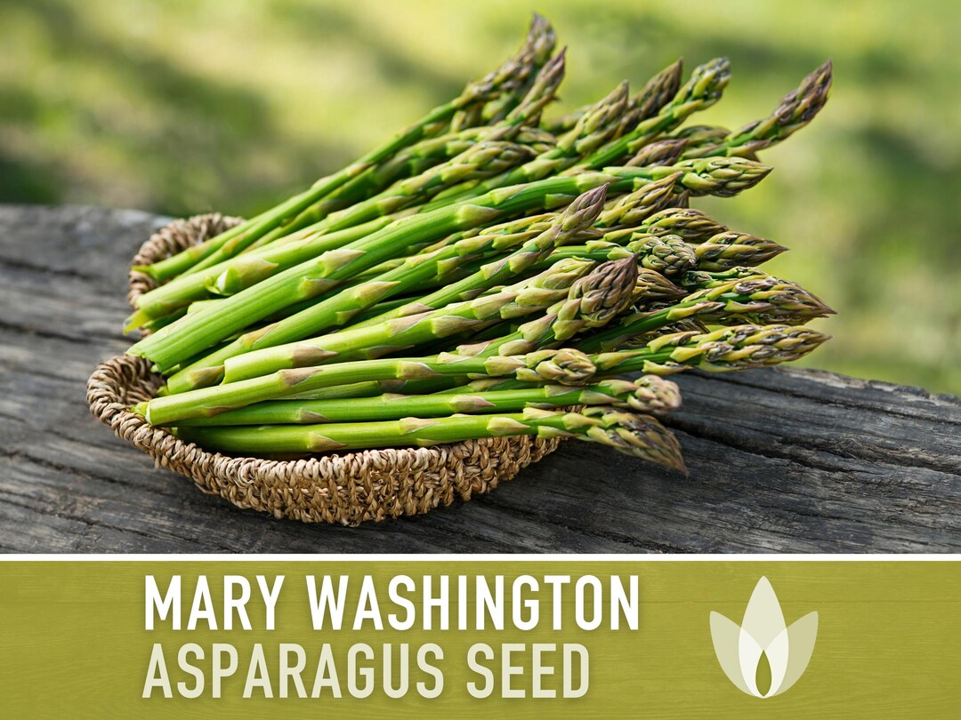 Asparagus, Mary Washington Seeds Heirloom Seeds, Asparagus Seeds