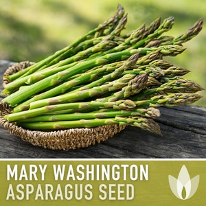 Asparagus, Mary Washington Seeds - Heirloom Seeds, Asparagus Seeds, Asparagus Officinalis, Vegetable Seeds, Open Pollinated, Non-GMO