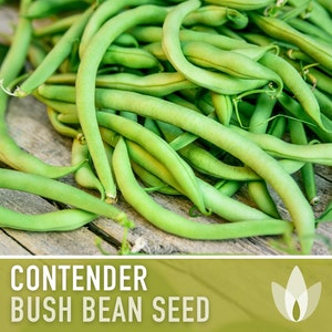 Contender Bush Bean Heirloom Seeds