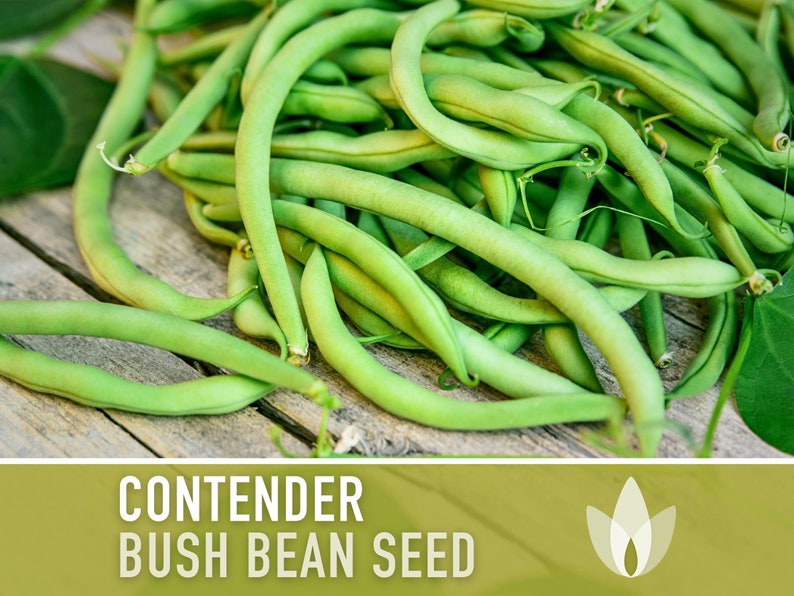 SeedGeeks Contender Bush Bean Seeds