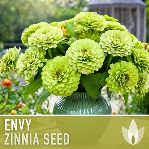 Envy Lime Green Zinnia Seed | 100+ Seeds, Heirloom Annual Flower, Butterfly Gardens, Cut Flowers, Zinnia elegans zdjęcie 5