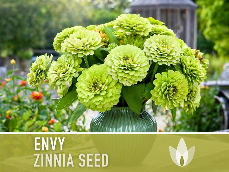 Envy Lime Green Zinnia Seed | 100+ Seeds, Heirloom Annual Flower, Butterfly Gardens, Cut Flowers, Zinnia elegans zdjęcie 5