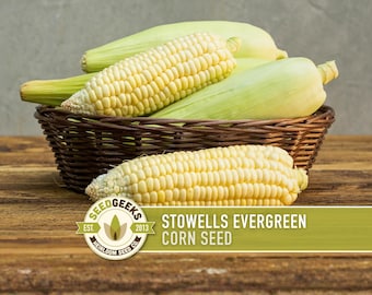 Puede incluir: Una cesta de mimbre llena de mazorcas de maíz frescas. El maíz tiene granos de color amarillo pálido y hojas verdes. La imagen incluye el texto "Stowells Evergreen Corn Seed" y el logotipo de Seed Geeks.