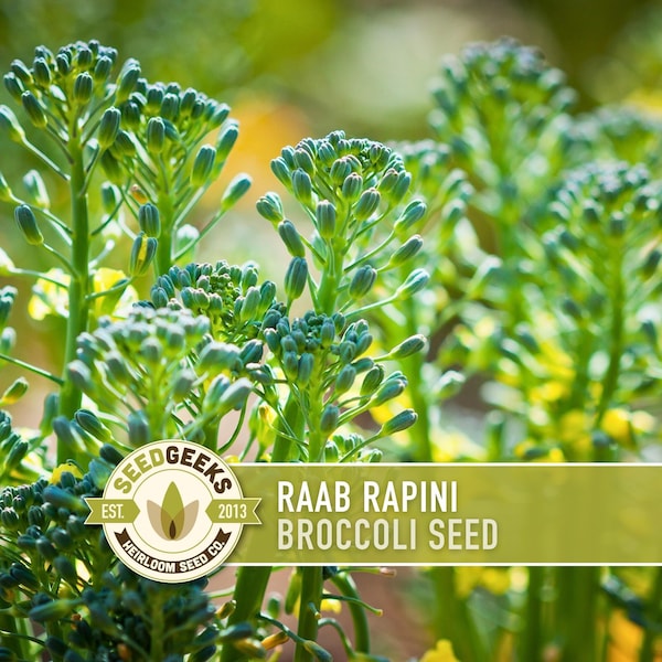 Broccoli Raab Rapini Seeds - Heirloom Non-GMO Open Pollinated