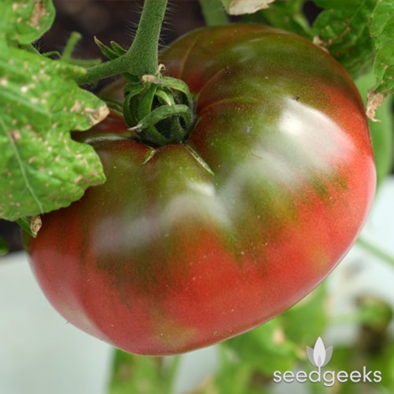 Cherokee Purple Tomato Heirloom Seeds Etsy